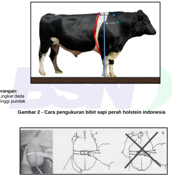 Gambar 2 - Cara pengukuran bibit sapi perah holstein indonesia 