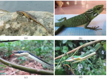 FIGURE 1. Lizards and snakes commonly found along the upstream of the Opak River, i.e.: (a) Eutropis multifasciata (common sun skink); (b) Broncochela jubata (maned forest lizard); (c) Dendrelaphis pictus (painted bronzeback snake); and                    