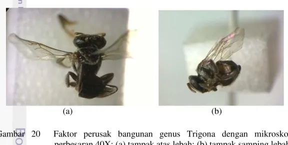 Gambar  20    Faktor  perusak  bangunan  genus  Trigona  dengan  mikroskop  perbesaran 40X: (a) tampak atas lebah; (b) tampak samping lebah  Selain  itu  ditemukan  serangga  pada  rumah  adat  Kalteng  yang  termasuk  dalam kelompok Hymenoptera