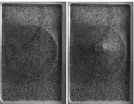 Figure 6. Image sections of membrane in epoch 0 and epoch 15 (contrast enhanced) 
