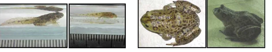 Gambar 3. Froglet dan berudu Genus Fejervarya.