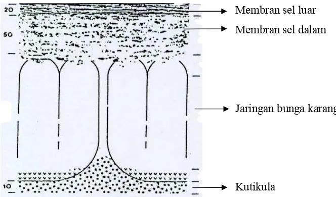 Gambar 1. Struktur Kerabang Telur (Kaplan dan Siegesmund, 1973) 