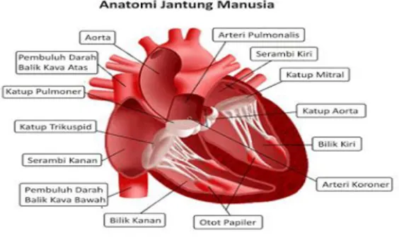 Gambar 2.1. Anatomi Jantung 38