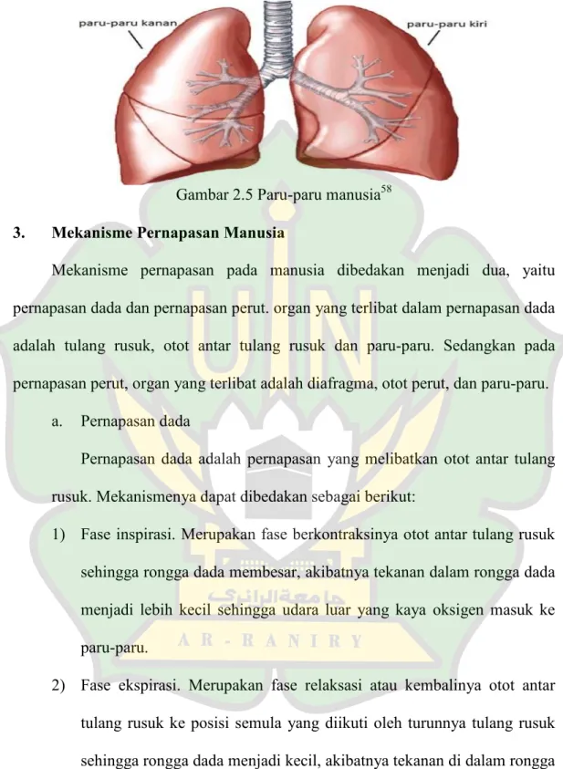 Gambar 2.5 Paru-paru manusia 58