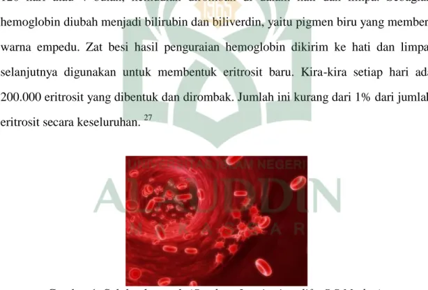 Gambar 1. Sel darah merah (Sumber: Inquiry into life, S.S Mader ). 