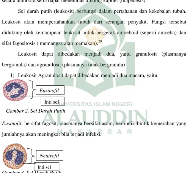 Gambar 3. Sel Darah Putih                                                               