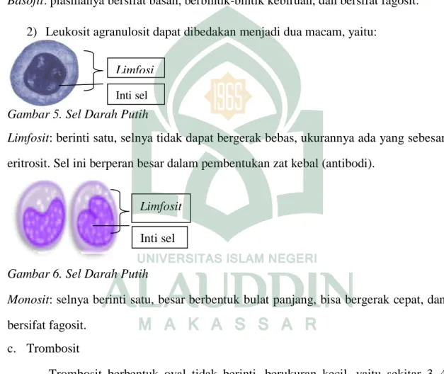 Gambar 4. Sel Darah Putih 