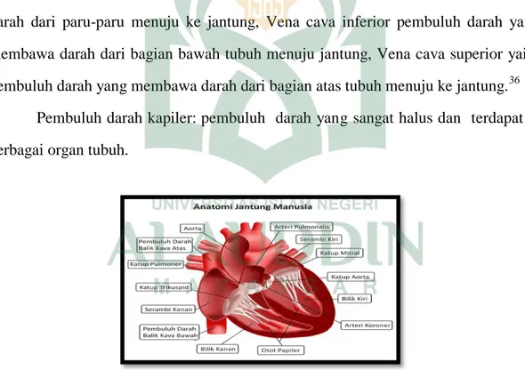 Gambar 8. Anatomi Jantung Manusia ( Sumber: Biology, Raven dan Johnson ). 