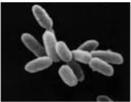 Gambar 2.1 Halobacterium  30 2) Archaeobacteria Metanogen 