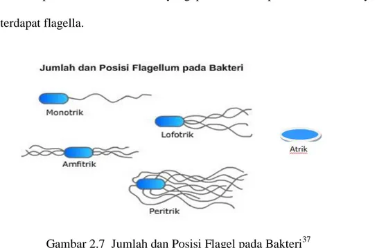 Gambar 2.7  Jumlah dan Posisi Flagel pada Bakteri 37 b)  Jenis-jenis Bakteri bedasarkan cara hidup  