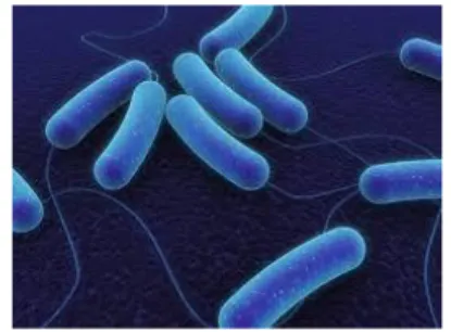 Gambar 2.9  Escherichia coli  39