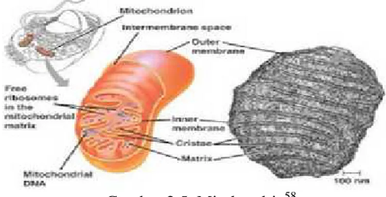 Gambar 2.5. Mitokondria 58