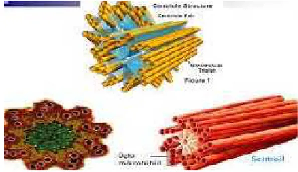 Gambar 2.9 Mikrotubulus dan mikrofilamen 63