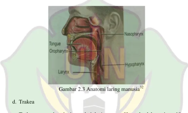 Gambar 2.3 Anatomi laring manusia 32