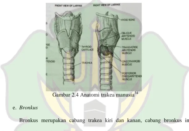 Gambar 2.4 Anatomi trakea manusia 34