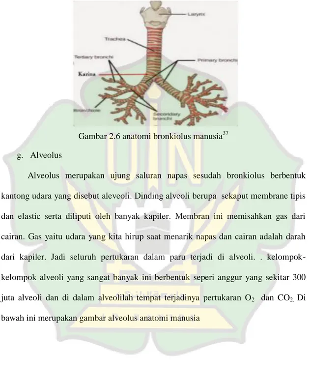 Gambar 2.6 anatomi bronkiolus manusia 37