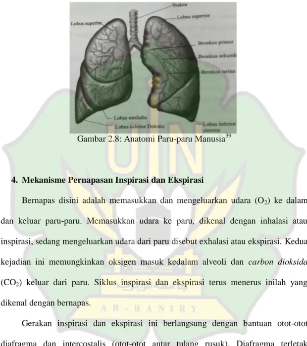 Gambar 2.8: Anatomi Paru-paru Manusia 39