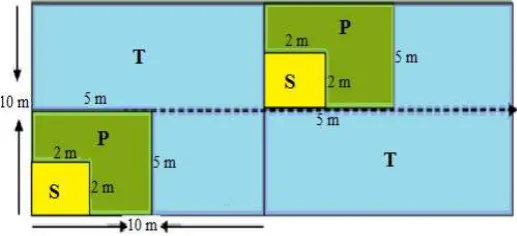Gambar 1 Sketsa plot penelitian metode jalur berpetak S = Seedling 2 m x 2 m (tinggi ≤ 1.5 m), P = Pool 5 m x 5 m (tinggi > 1.5 m dan diameter  < 10 cm), T = Tree 10 m x 10 m ( diameter  > 10 cm) 