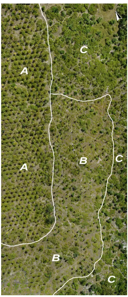 Figure 1: Orthophoto of the study site with a schematical rep-resentation of the different compositions.A: Densely grow-ing palms, B: Scattered and senile palms, C: Scattered palmsand abundant presence of shrubs and trees.The Orthophotowas generated from t