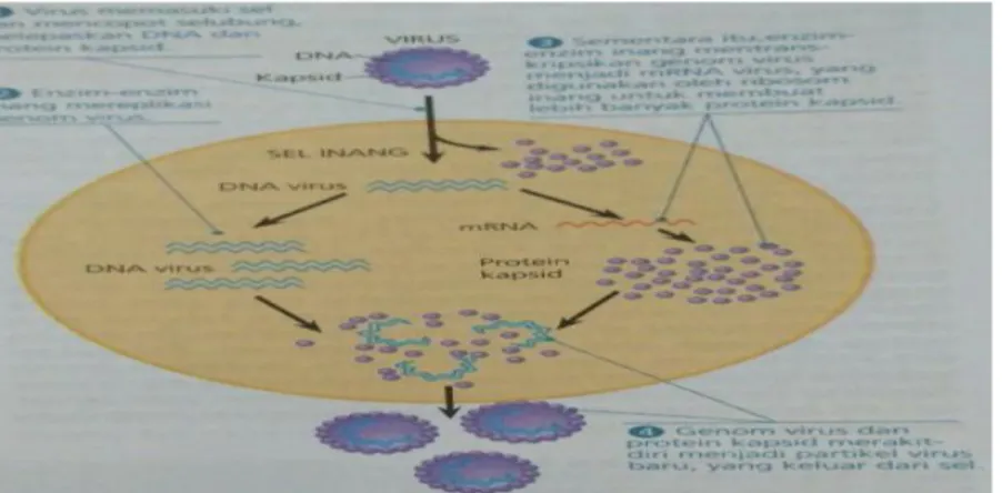 Gambar 2.4 Siklus Reproduksi Virus Yang Disederhanakan 49