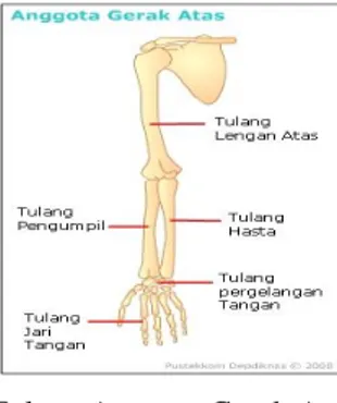 Gambar 2.6. Tulang Anggota Gerak Atas dan Bagian- Bagian-Bagian 29