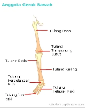 Gambar 2.7. Anggota Gerak Bawah dan Bagian- Bagian-Bagiannya 30