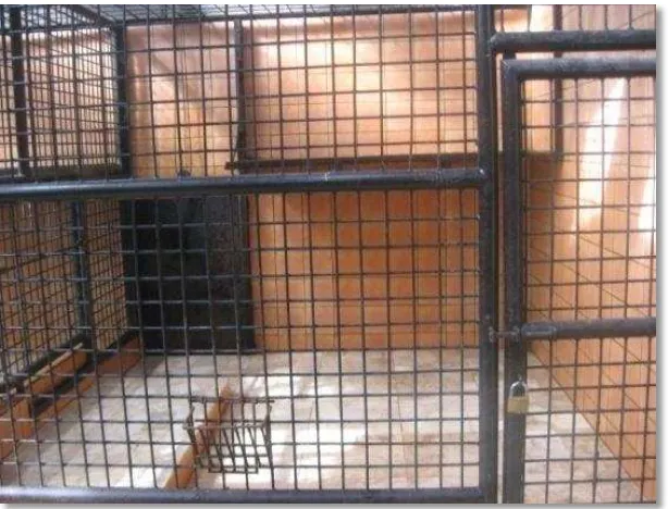 Gambar 5 Kandang tidur Harimau sumatera 
