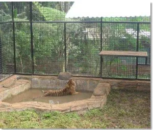 Gambar 8 Harimau sumatera berendam di kolam saat cuaca panas 