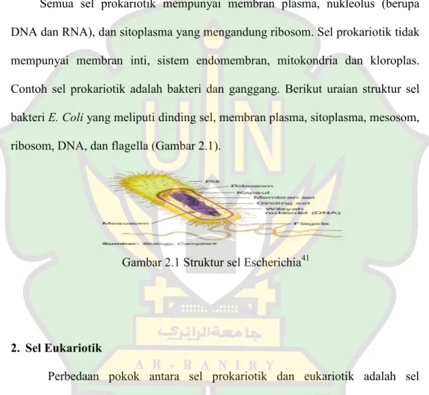 Gambar 2.1 Struktur sel Escherichia 41