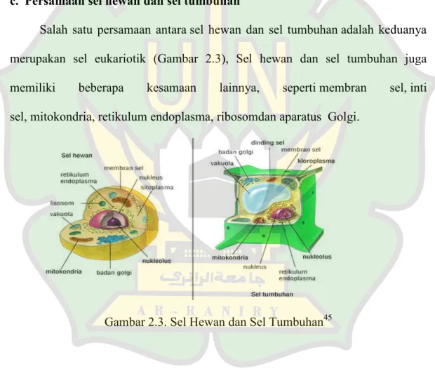 Gambar 2.3. Sel Hewan dan Sel Tumbuhan 45