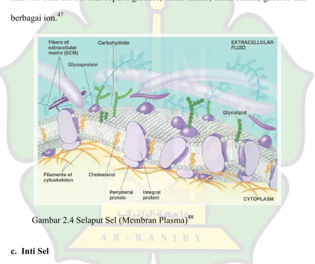 Gambar 2.4 Selaput Sel (Membran Plasma)
