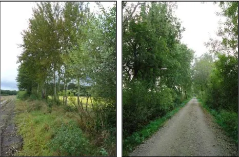 Figure 1. Examples of the vegetation used in our study: unploughed strips (left) and vegetation alongside streets (right) 
