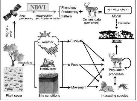 Figure 1. Schematic representation of interaction between vegetation and animals, and how NDVI can be useful (Pettorelli et al., 2011)