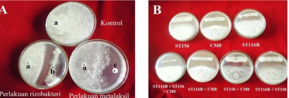 Gambar 1.  Pertumbuhan koloni P. capsici (a), rizobakteri ST116B (b) dan paper disc Ø 0.5 cm yang  telah  direndam  metalaksil  800  ppm  (c)  pada  media  PDA  (A);  perbedaan  daya  hambat  beberapa rizobakteri terhadap P