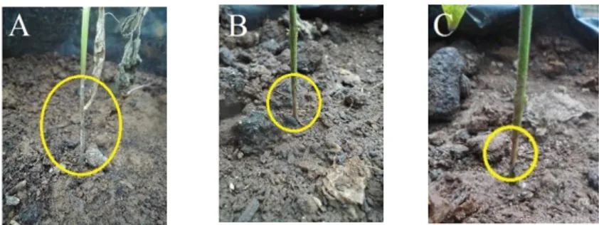 Gambar 3.  Gejala  serangan  pada  tanaman  cabai:  perubahan  warna  pangkal  batang  dari  hijau  menjadi coklat (A, B, C) 