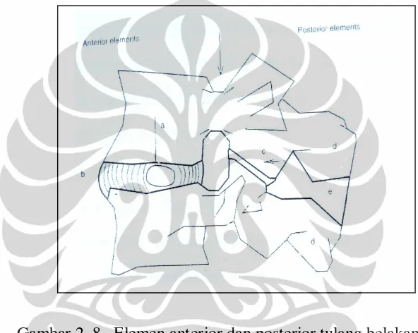 Gambar 2. 8.  Elemen anterior dan posterior tulang belakang. 