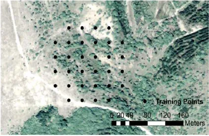 Figure 2. An example of a maplet which shows relative size of training points to autumn olive  
