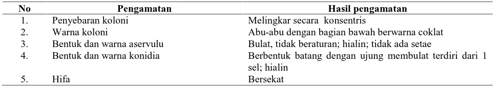 Tabel 1. Hasil pengamatan morfologi jamur C. Gloeosporioides