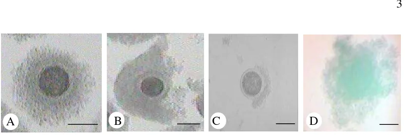 Gambar 1 Kualitas oosit hasil koleksi dari ovarium: A) Oosit A, memiliki ooplasma yang homogen dan adanya sel-sel kumulus oophorus yang mengelilingi oosit secara penuh; B) Oosit B; memiliki ooplasma homogen, namun hanya sebagian oosit yang dikelilingi sel-