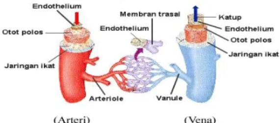 Gambar 3: Pembuluh arteri dan pembuluh vena  3.  Darah 