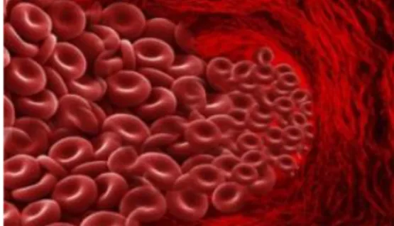 Gambar 4 : Sel darah merah (eritrosit) 