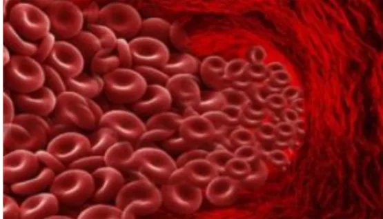 Gambar 4 : Sel darah merah (eritrosit) 