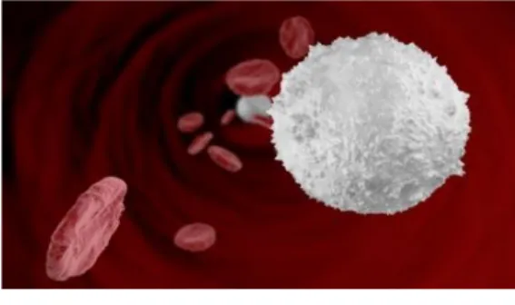 Gambar 5 : Sel darah putih (leukosit)  (c)  Keping darah(trombosit) 