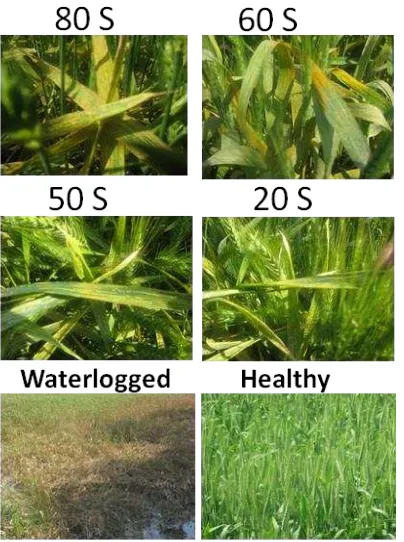 Figure 2. Yellow rust affected areas in North Western part of India, showing level of yellow rust infestation
