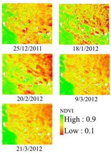 Figure 5.  MODIS NDVI at 240 m disaggregated to 60 m for the season December 2011- March 2012