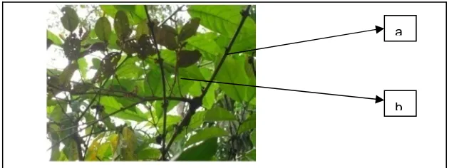 Gambar 1.  Inang kopi (a) yang ditumbuhi benalu (b) Foto: Dokumentasi Nasution (2012)