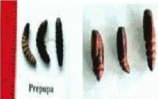 Gambar  2.3 (a) prapupa, (b) pupa