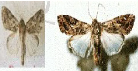 Gambar 2.4 Kupu-kupu dewasa