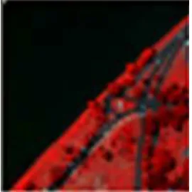 Figure 4. First two Principal Components (PCs) of a portion of Hydice Washington-DC hyperspectral image 