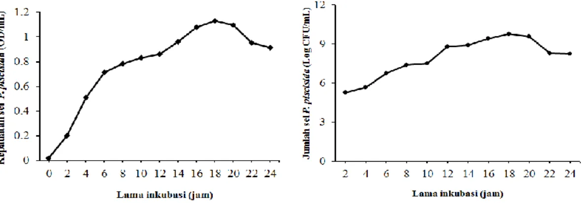 Gambar 2. Pola pertumbuhan bakteri P. piscicida (1Ub) selama 24 jam pengamatan  berdasarkan densitas optikal (OD) (grafik kiri) dan berdasarkan jumlah  koloni bakteri (grafik kanan) 